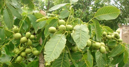 walnuts properties amazing ir 3 - نگاهی به دیگر خواص مفید گردو